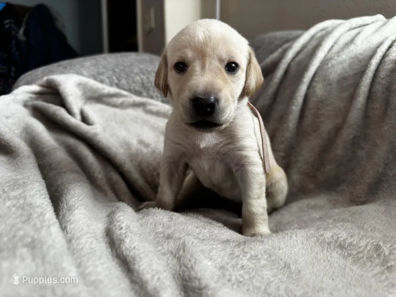 Light purple collar female  – Labrador Retriever puppy for sale in Baker City, OR
