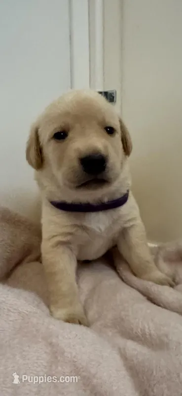 Purple collar female  – Labrador Retriever puppy for sale in Baker City, OR