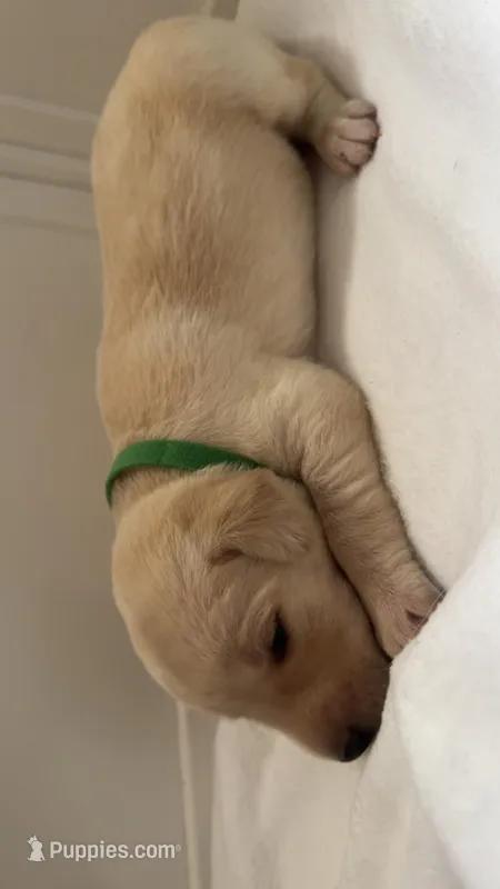 Green collar female  – Labrador Retriever puppy for sale in Baker City, OR