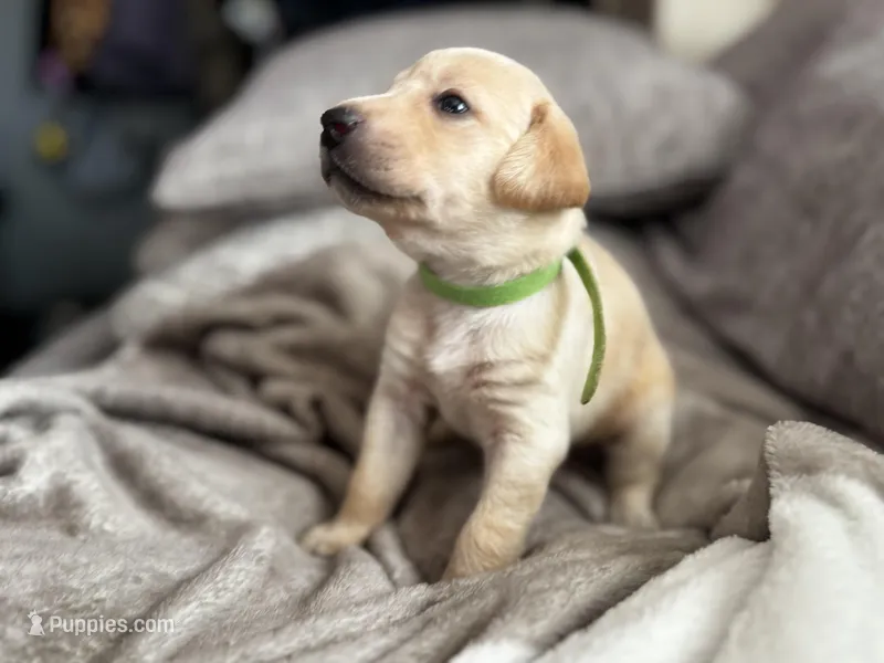 Green collar female  – Labrador Retriever puppy for sale in Baker City, OR