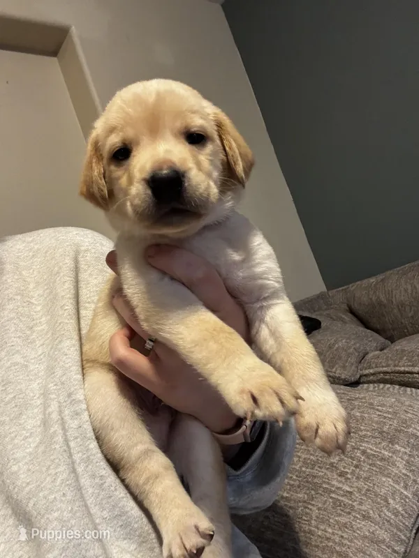 Pink collar female  – Labrador Retriever puppy for sale in Baker City, OR