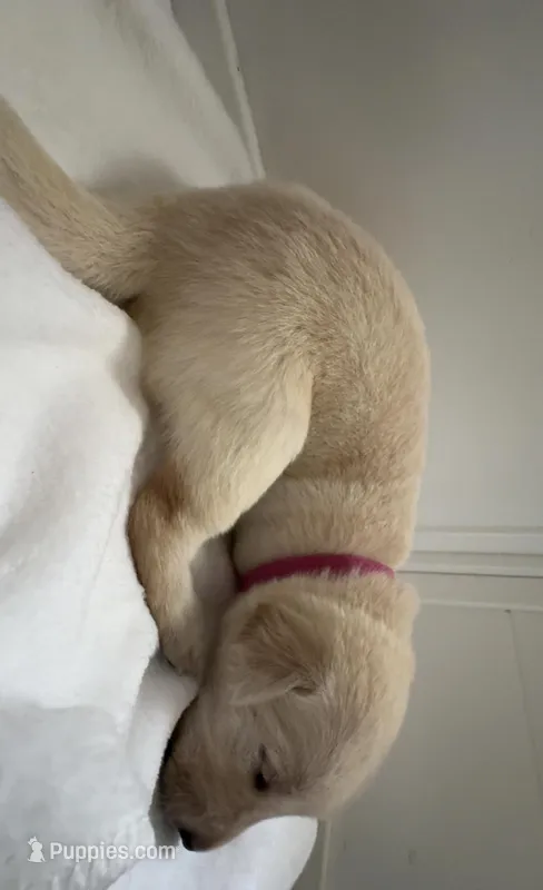 Pink collar female  – Labrador Retriever puppy for sale in Baker City, OR