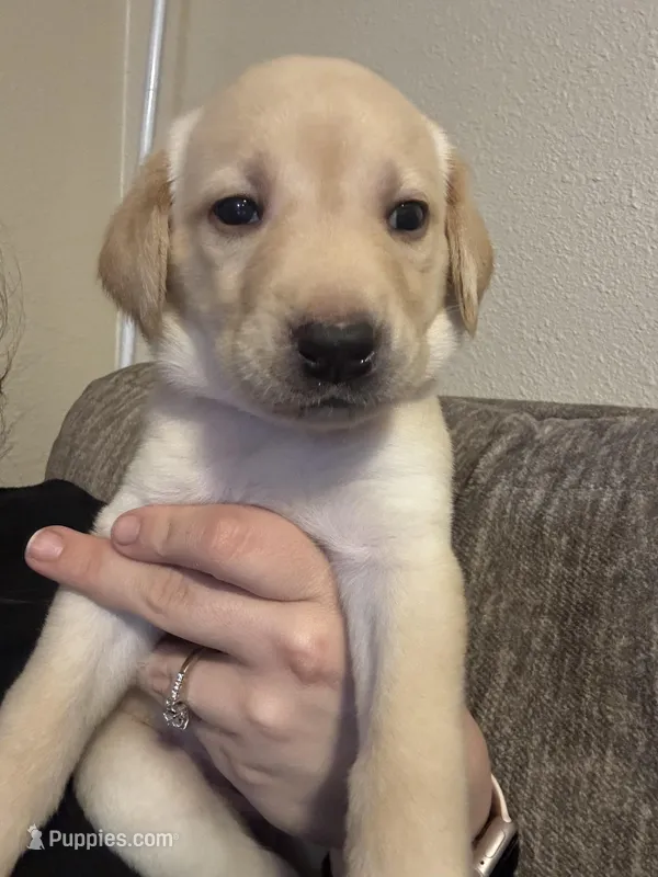 Yellow female – Labrador Retriever puppy for sale in Baker City, OR