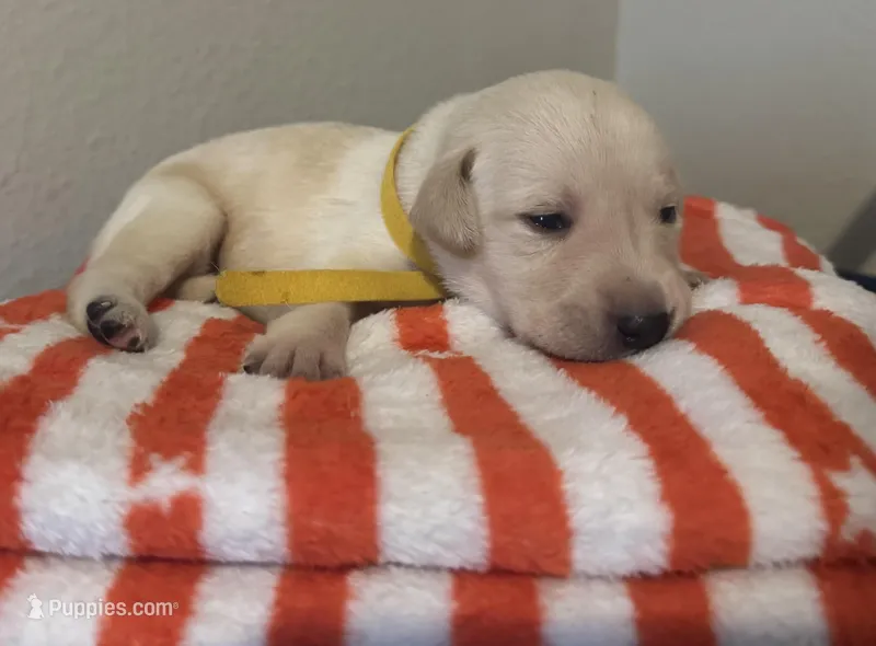 Yellow female, a female Labrador Retriever for sale in Baker City, OR – Photo 1 of 1