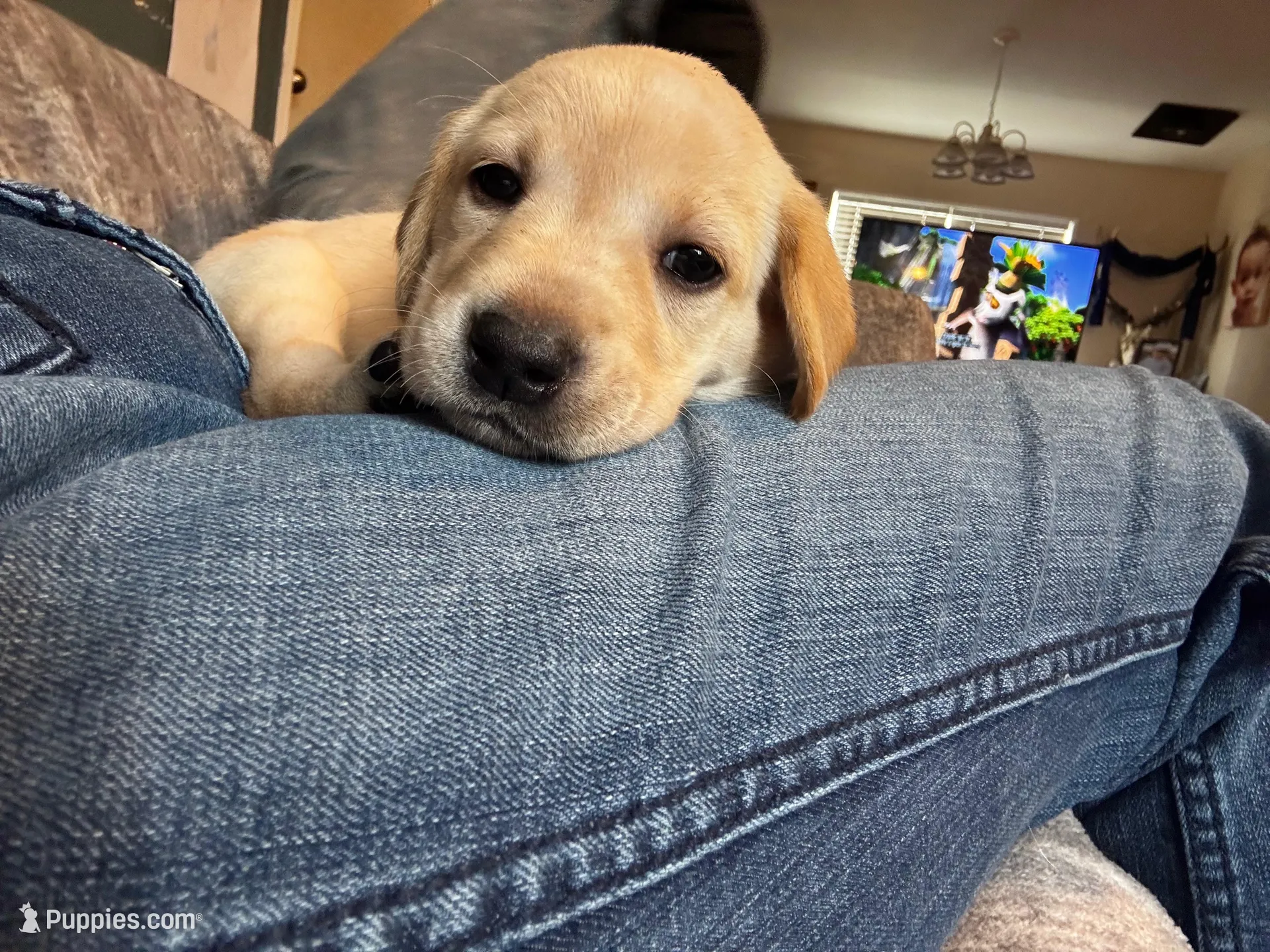 Light purple collar female , a female Labrador Retriever for sale in Baker City, OR – Photo 2 of 2