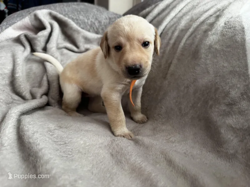 Orange collar female  – Labrador Retriever puppy for sale in Baker City, OR