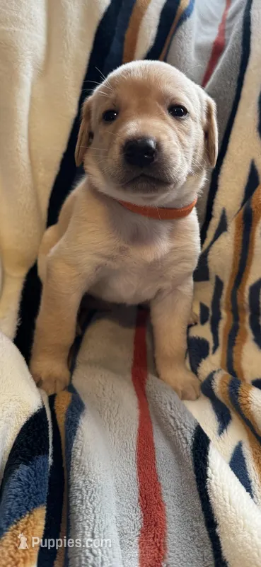 Orange collar female  – Labrador Retriever puppy on hold in Baker City, OR