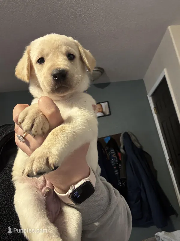 Blue male  – Labrador Retriever puppy for sale in Baker City, OR