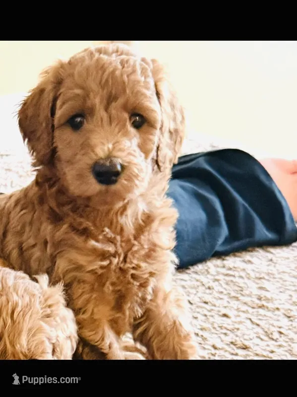 Sadie, a female Goldendoodle for sale in Warren, MI – Photo 1 of 1