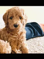 Sadie, a female Goldendoodle for sale in Warren, MI – 1 of 1
