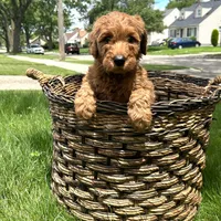Sadie, a female Goldendoodle for sale in Warren, MI – Photo 4 of 8