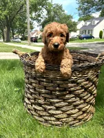 Sadie, a female Goldendoodle for sale in Warren, MI – Photo 4 of 8