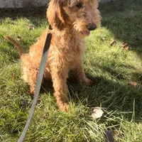 Sadie, a female Goldendoodle for sale in Warren, MI – Photo 7 of 8