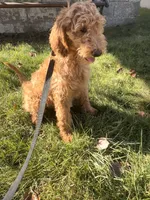 Sadie, a female Goldendoodle for sale in Warren, MI – Photo 7 of 8