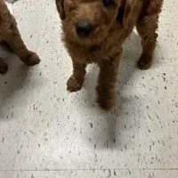 Sadie, a female Goldendoodle for sale in Warren, MI – Photo 2 of 8