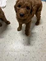 Sadie, a female Goldendoodle for sale in Warren, MI – Photo 2 of 8