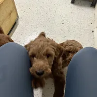 Sadie, a female Goldendoodle for sale in Warren, MI – Photo 1 of 8