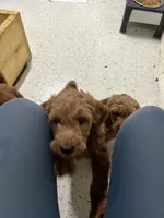 Sadie, a female Goldendoodle for sale in Warren, MI – Photo 1 of 8