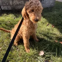 Sadie, a female Goldendoodle for sale in Warren, MI – Photo 8 of 8