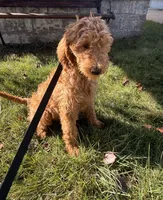 Sadie, a female Goldendoodle for sale in Warren, MI – Photo 8 of 8