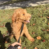 Sadie, a female Goldendoodle for sale in Warren, MI – Photo 6 of 8