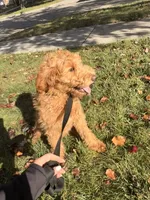 Sadie, a female Goldendoodle for sale in Warren, MI – Photo 6 of 8