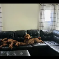 Sadie, a female Goldendoodle for sale in Warren, MI – Photo 3 of 8