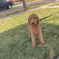 Sadie, a female Goldendoodle for sale in Warren, MI – Photo 5 of 8