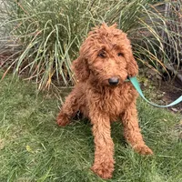 Bebe, a female Goldendoodle for sale in Warren, MI – Photo 2 of 2