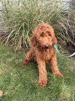 Bebe, a female Goldendoodle for sale in Warren, MI – Photo 2 of 2