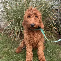 Bebe, a female Goldendoodle for sale in Warren, MI – Photo 1 of 2