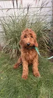 Bebe, a female Goldendoodle for sale in Warren, MI – Photo 1 of 2