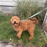 Mille, a female Goldendoodle for sale in Warren, MI – Photo 1 of 3