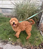 Mille, a female Goldendoodle for sale in Warren, MI – Photo 1 of 3