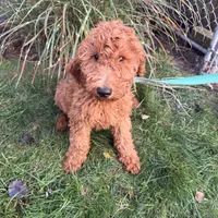 Mille, a female Goldendoodle for sale in Warren, MI – Photo 3 of 3