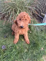 Mille, a female Goldendoodle for sale in Warren, MI – Photo 3 of 3