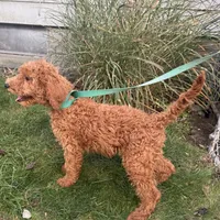Mille, a female Goldendoodle for sale in Warren, MI – Photo 2 of 3