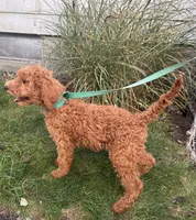 Mille, a female Goldendoodle for sale in Warren, MI – Photo 2 of 3