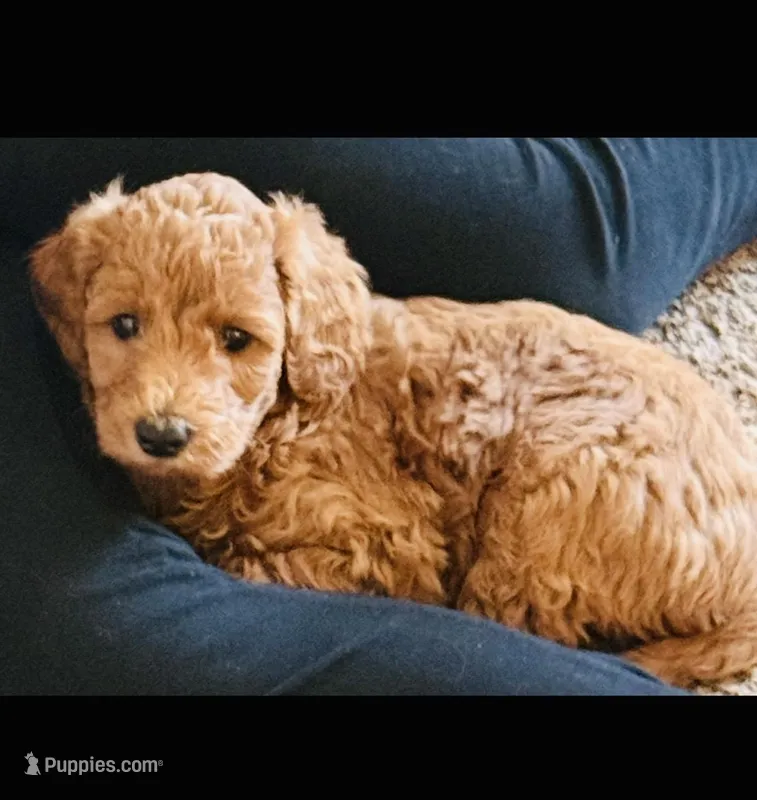 Charlie Girl  – Goldendoodle puppy for sale in Warren, MI