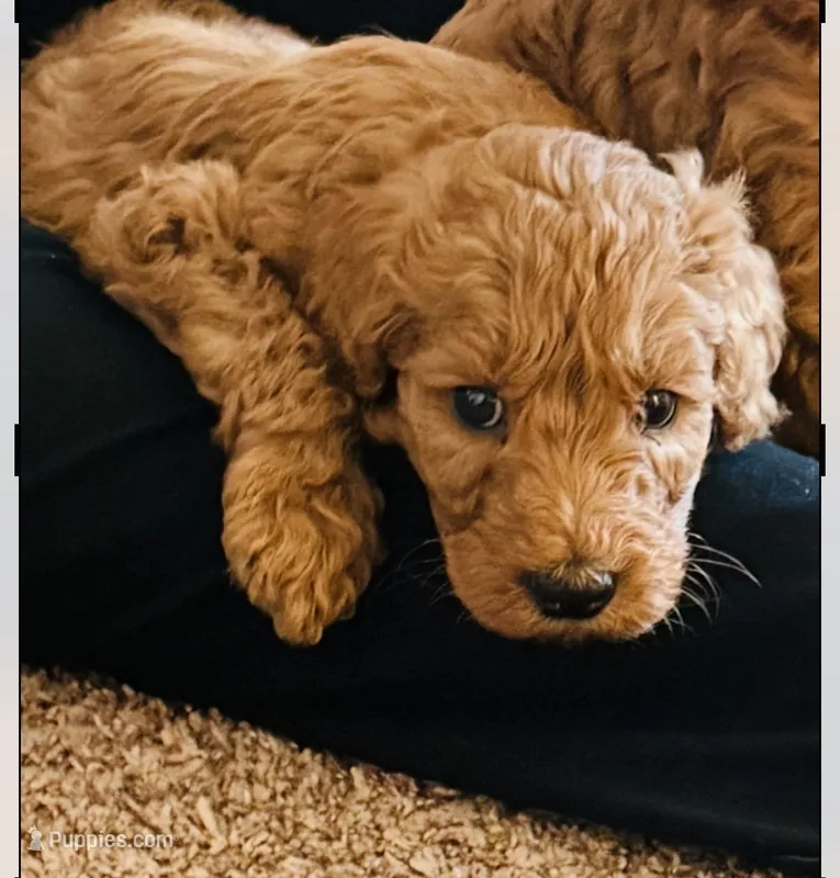 Teddy  – Goldendoodle puppy for sale in Warren, MI