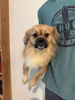 Tibetan sisters, a female Tibetan Spaniel for sale in Marysville, CA – 1 of 2