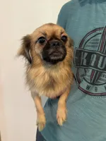 Tibetan sisters, a female Tibetan Spaniel for sale in Marysville, CA – 2 of 2