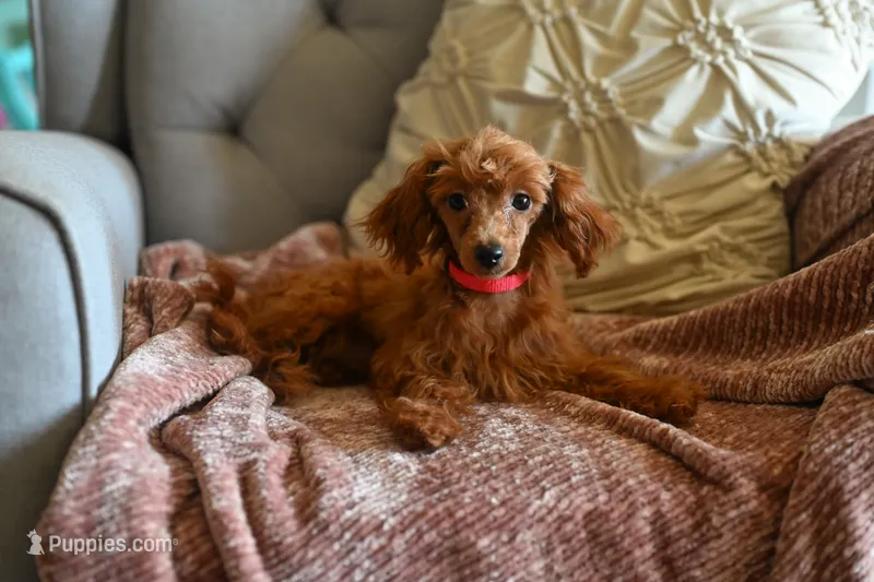 Ruby girl, a female Poodle - Miniature  for sale in Marysville, CA – 1 of 3