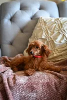Ruby girl, a female Poodle - Miniature  for sale in Marysville, CA – 3 of 3