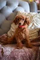 Ruby girl, a female Poodle - Miniature  for sale in Marysville, CA – 2 of 3