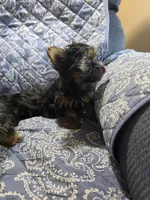 Blacky, a male Yorkshire Terrier for sale in Timberville, VA – 2 of 2