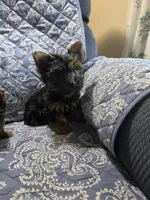 Blacky, a male Yorkshire Terrier for sale in Timberville, VA – 1 of 2