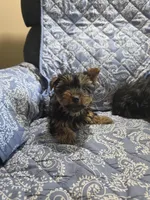 Buster, a male Yorkshire Terrier for sale in Timberville, VA – 1 of 1