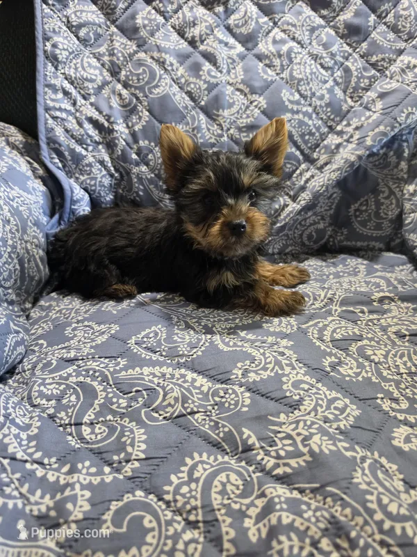 Skippy – Yorkshire Terrier puppy for sale in Timberville, VA