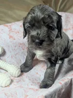 Gidget , a female Cockapoo for sale in Orange Park, FL – 8 of 8
